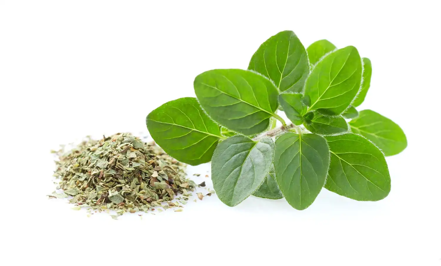 Oregano
